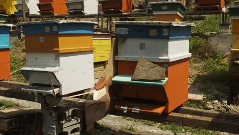 las abejas zumbido alrededor de colmenas de colores en la granja de miel local