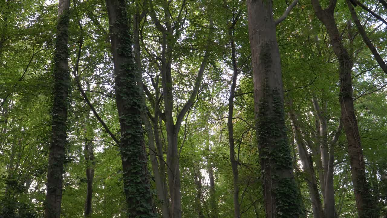 Close up view of some tree trunks with some ivies attache to them and tree tops with some sun rays crossing the tree to illuminate. 4K, 30 fps. steady camera