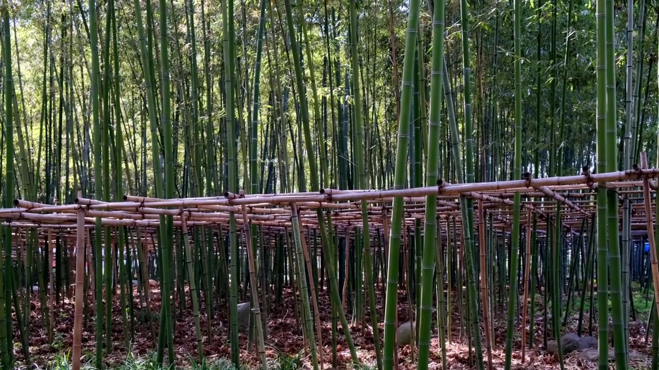 Yoğun bir bambu ormanının içinde alçak, yatay ahşap ızgara destek yapısının içinden yukarı doğru büyüyen ince yeşil bambu sapları.
