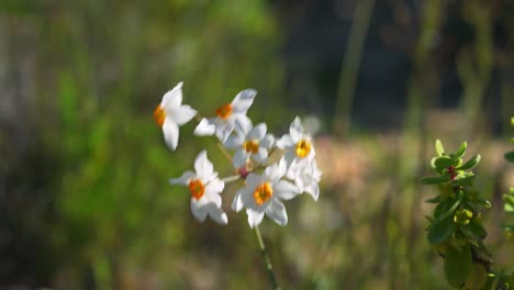 white and orange daffodils in a blurred background