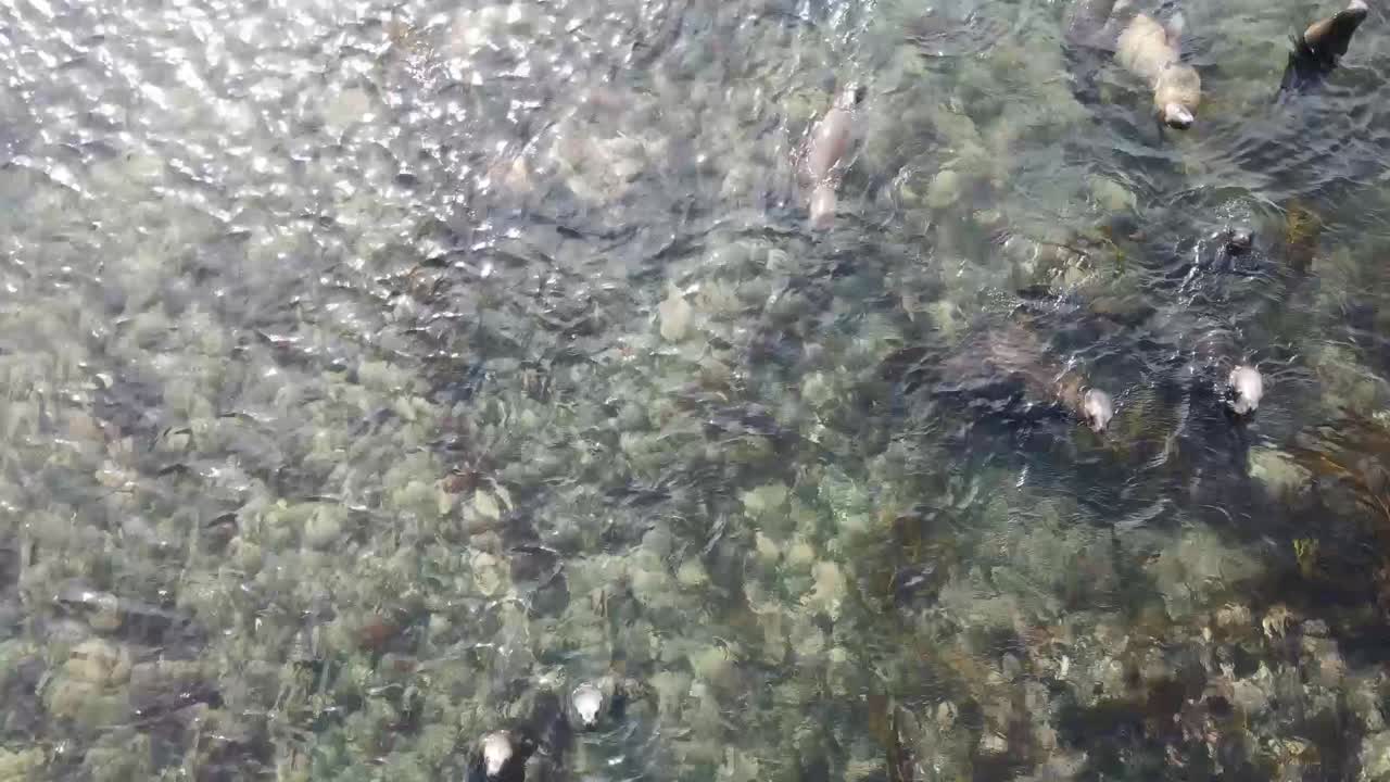 Group of southern sea lions are enjoying the shallow water near the rocky coast of the falkland islands