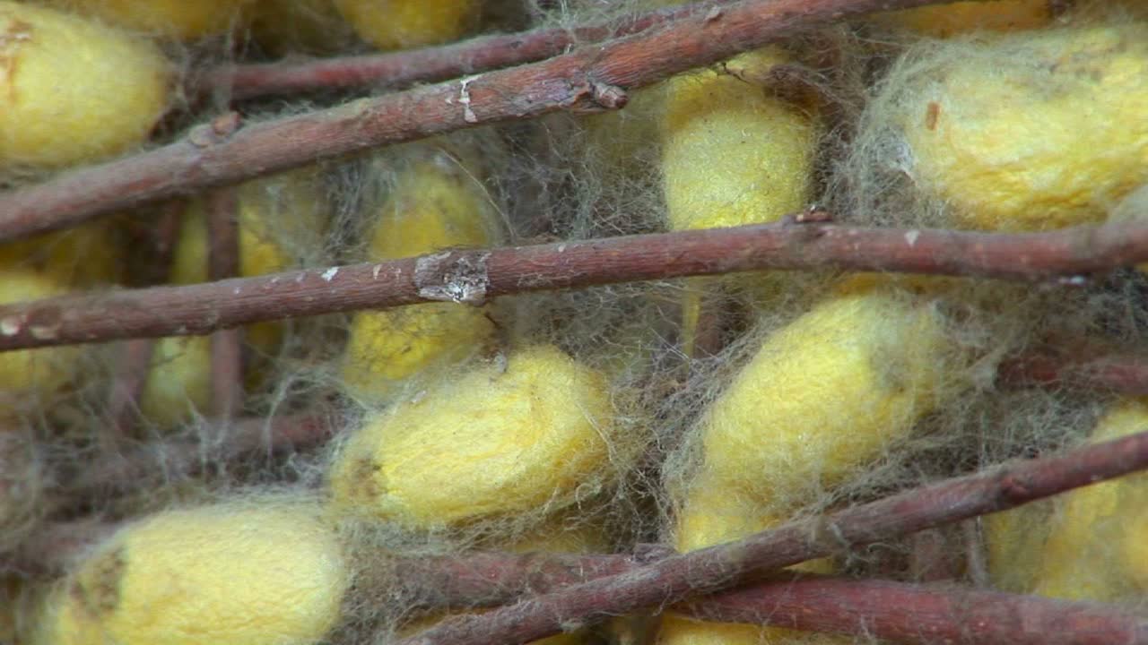 un tirón hacia atrás de los capullos de seda revela una gran canasta que los contiene