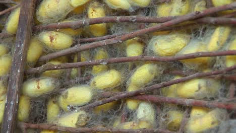 a pull back from silk cocoons reveals a large basket containing them