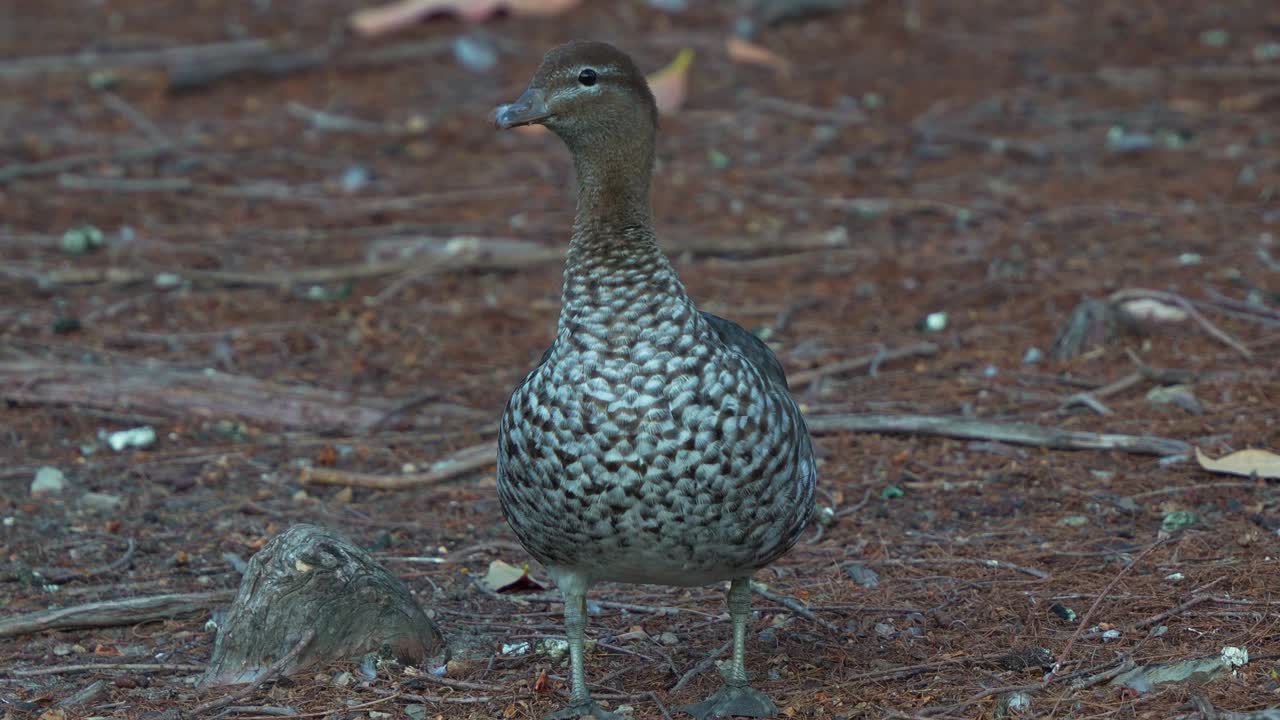 A female Australian Wood Duck (Chenonetta jubata) standing on a natural, earthy ground covered with leaf litter and small branches, close up shot