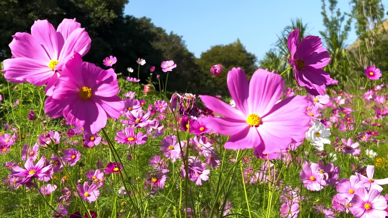 Close-up view of pink cosmos flowers swaying in a sunlit meadow with a clear blue sky.