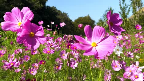 close-up view of pink cosmos flowers swaying in a sunlit meadow with a clear blue sky.