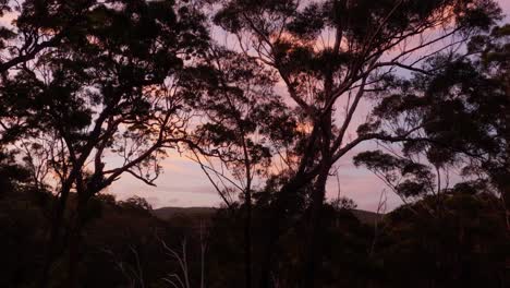 Tree-Silhouettes-At-Blue-Lake-In-Naree-Budjong-Djara-National-Park,-North-Stradbroke-Island,-Queensland-Australia