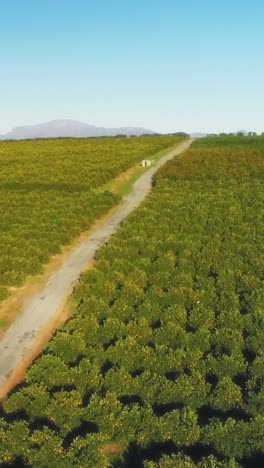 antena de un campo de naranja