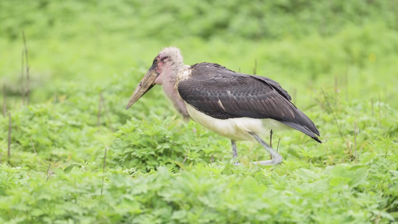 Cicogna marabù in Tanzania nel Parco Nazionale del Serengeti, grande uccello africano che cammina in Africa durante un safari faunistico in un paesaggio di pianure d'erba verde