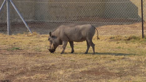 jabalíes africanos comiendo hierba y caminando