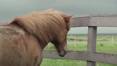 horse licks a fence as its mane blows in the wind in iceland