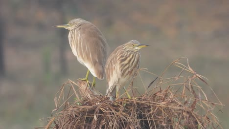 Garzas-De-Estanque-En-El-área-Del-Estanque