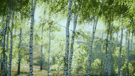 bosque de abedul veraniego durante un amanecer brumoso