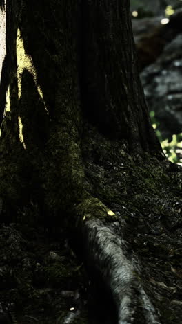 closeup of a tree trunk and roots in a forest