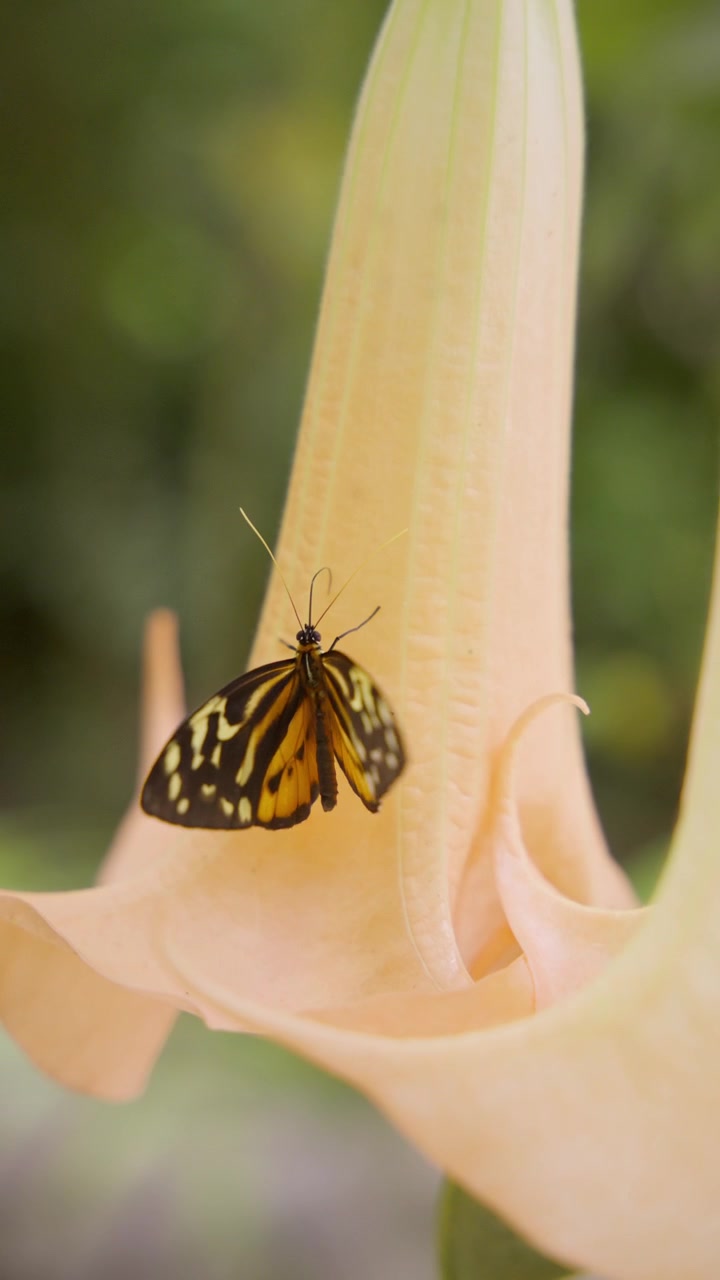 Primo piano di una farfalla con ali nere e gialle posata su un fiore a forma di tromba.