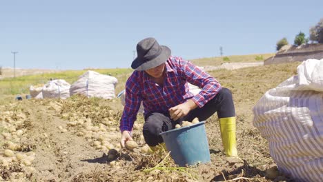 workers in the potato field are picking potatoes.