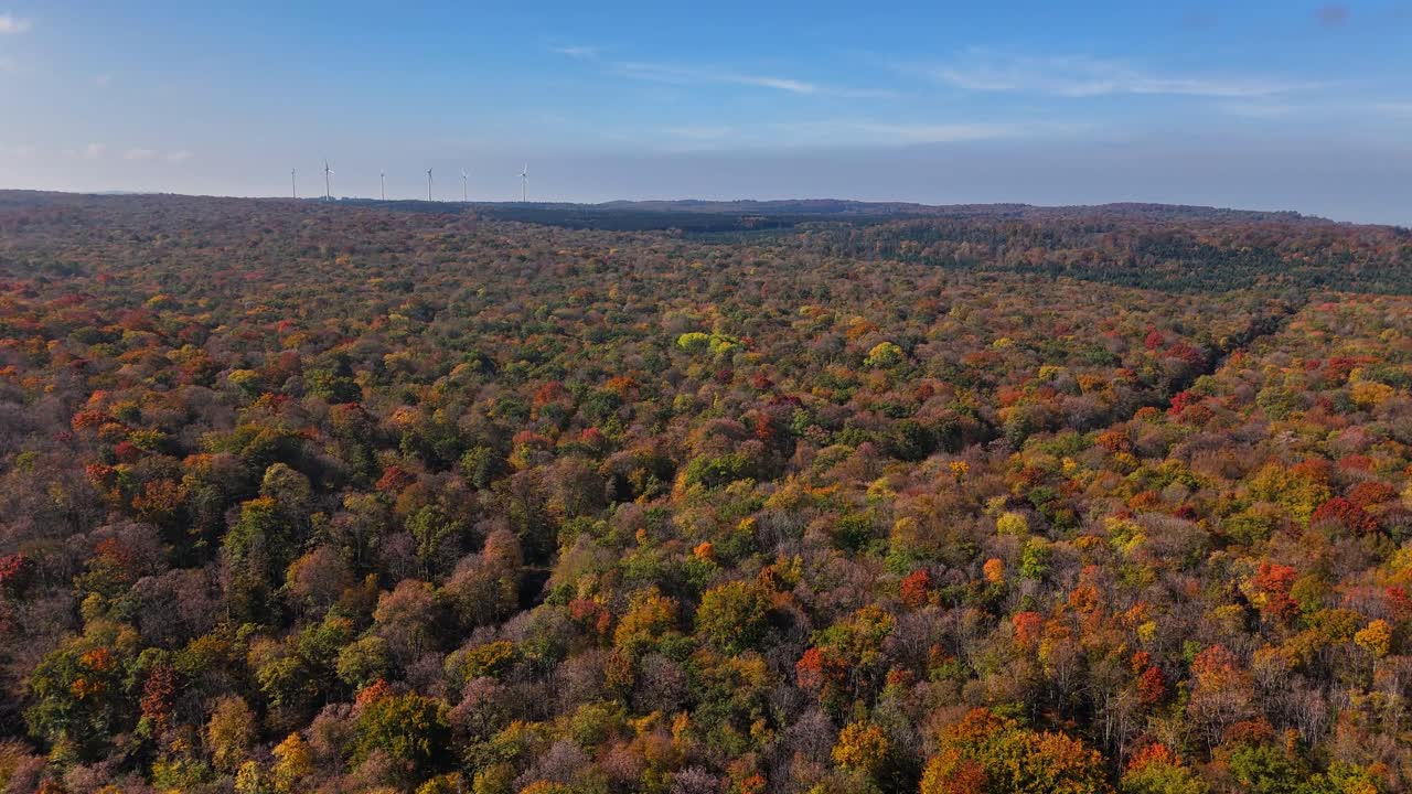 Aerial drone view of mixed mountain forest in full autumn colors near Cirque du Fer‑à‑Cheval in the Giffre Valley, Sixt‑Fer‑à‑Cheval, Haute‑Savoie, France