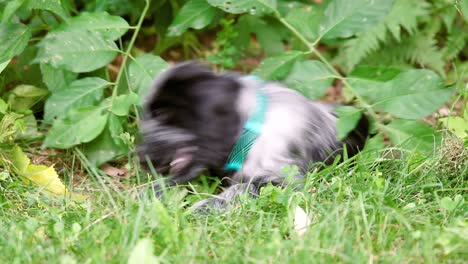 Lindo-Cachorro-Spaniel-Juega-Con-Hueso-De-Melocotón-En-La-Hierba,-Enfoque-Suave-Fijo