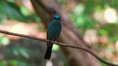 Mirando-A-Su-Alrededor-Investigando-Sus-Alrededores-Mientras-Está-Posado-En-Una-Vid,-Papamoscas-Verditer-Eumyias-Thalassinus,-Tailandia