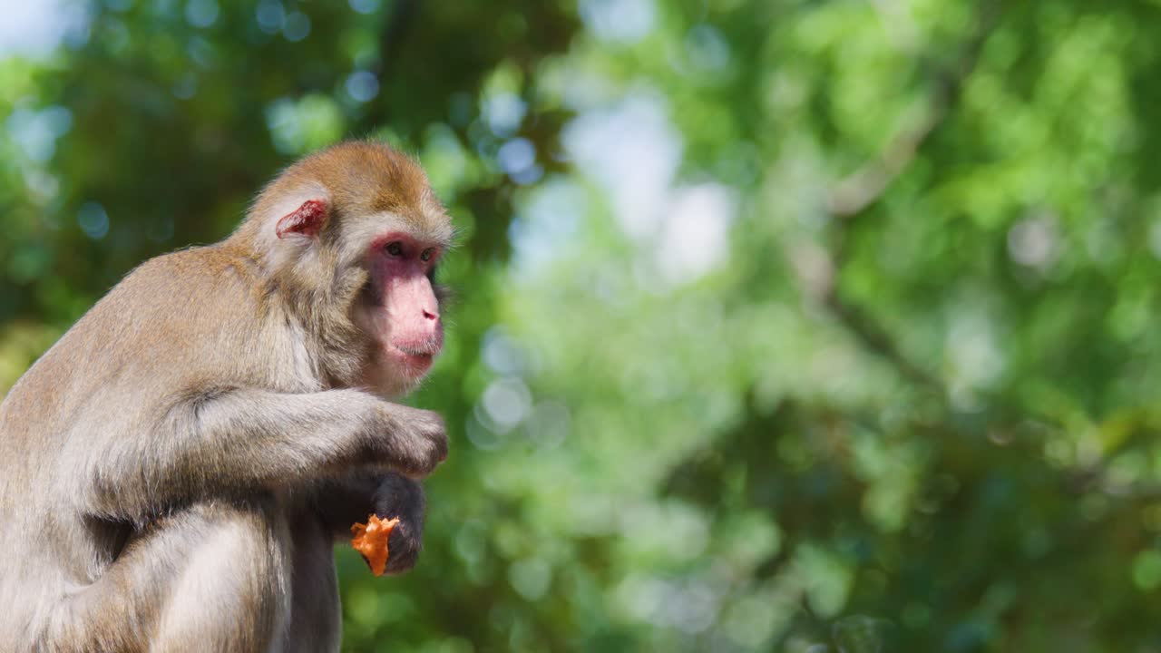 Rhesus macaque sits on log, eating fruit in daylight, surrounded by soft-focused green foliage