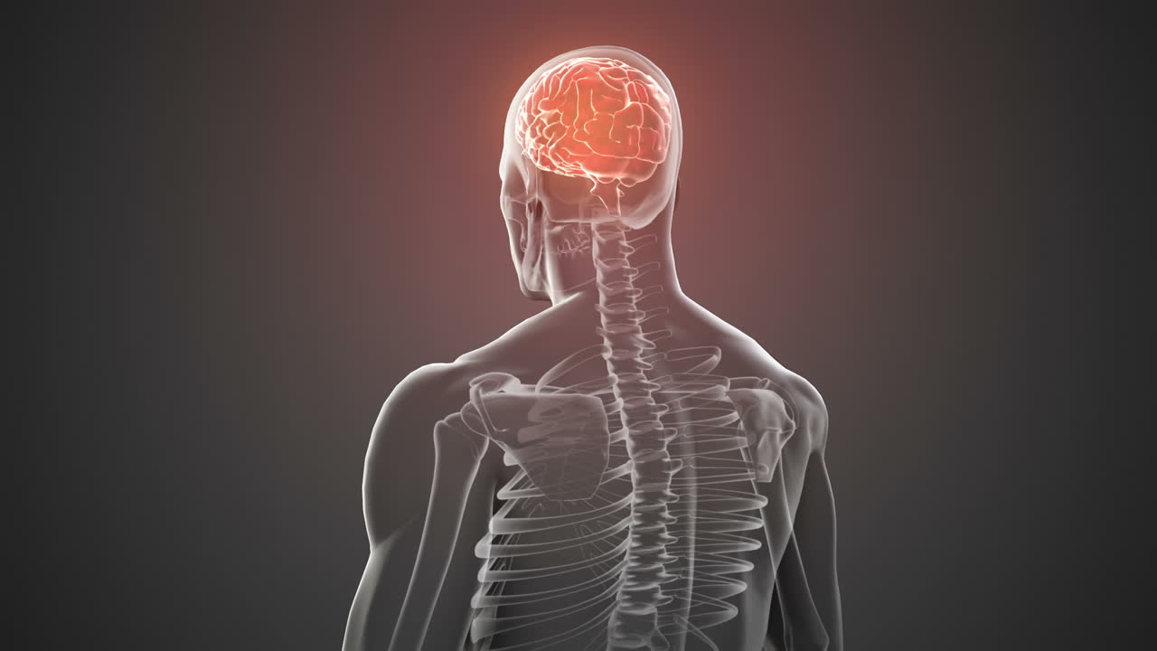 cuerpo giratorio con cerebro y esqueleto visibles