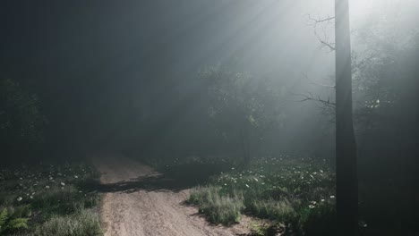 misty spring morning in pine tree forest