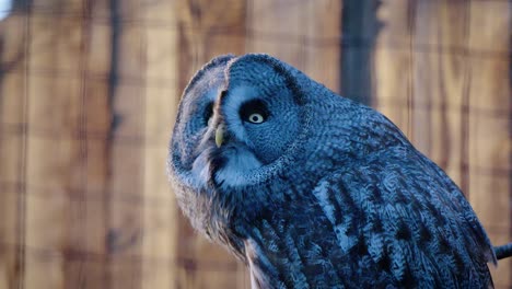 slowmotion shot of a great grey owl looking interested in hunting