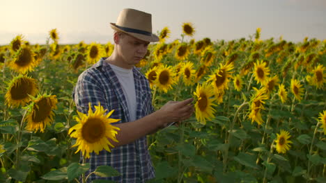 Un-Científico-Botánico-Trabaja-En-Un-Campo-Con-Girasoles-En-Verano-Y-Estudia-Sus-Propiedades.-Escribe-Información-En-Su-Ipad.