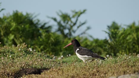 oystercatcher uk bird and wildlife, oystercatcher on the green grass on skomer island in wales, walking on the ground, uk birdlife low angle shot