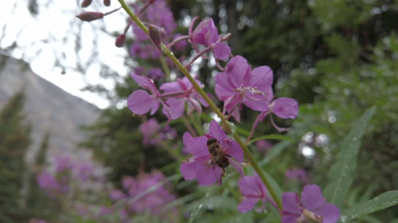 bee refugiarse en una flor rosa fireweed después de la lluvia en el bosque rack focus sacar rockies kananaskis alberta canada