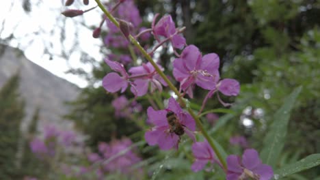 Bee-Refugiarse-En-Una-Flor-Rosa-Fireweed-Después-De-La-Lluvia-En-El-Bosque-Rack-Focus-Sacar-Rockies-Kananaskis-Alberta-Canada