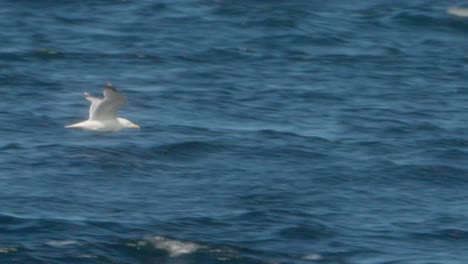 panning tracking view, ocean background, slow motion seagull flight