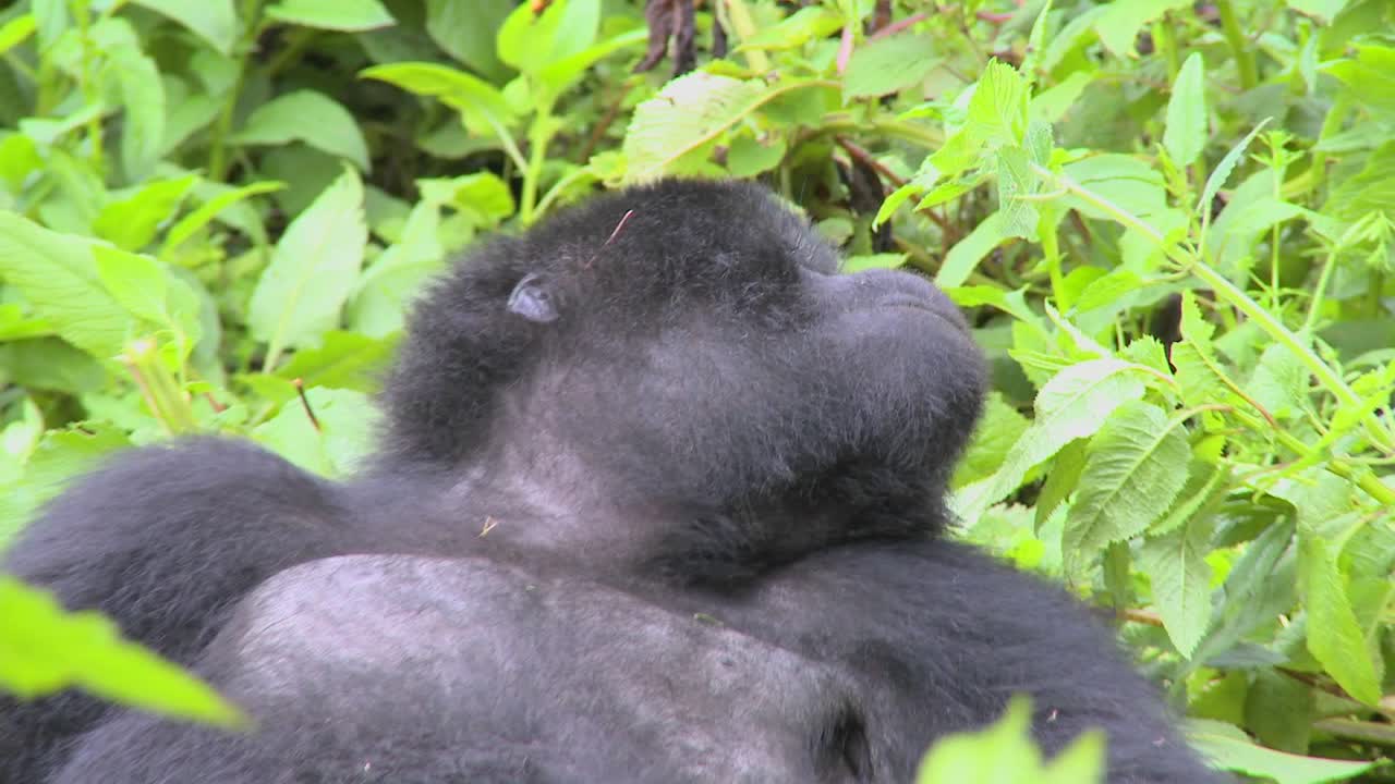 Un gorilla di montagna siede nella vegetazione della giungla su un vulcano in Ruanda