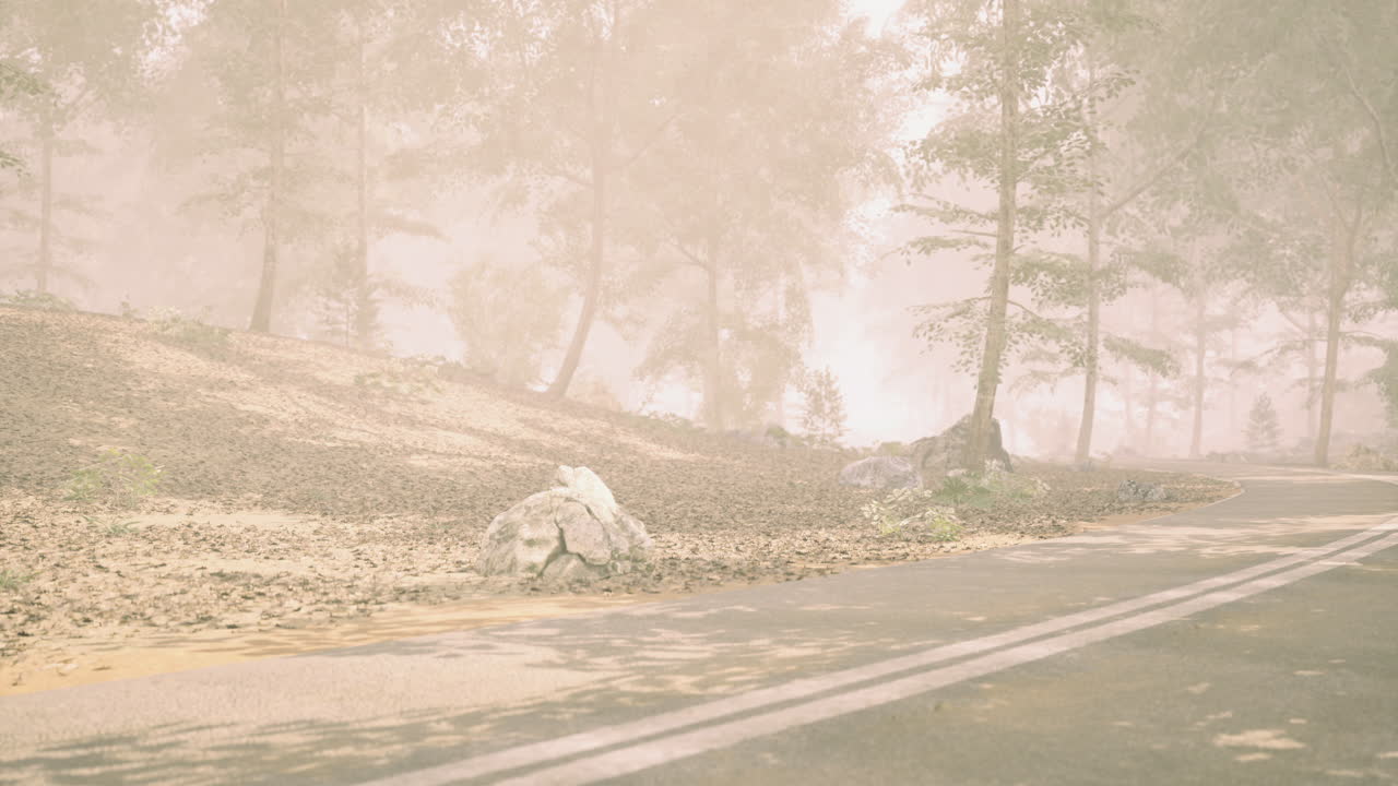 Foggy forest path with gravel road winding through trees in soft light