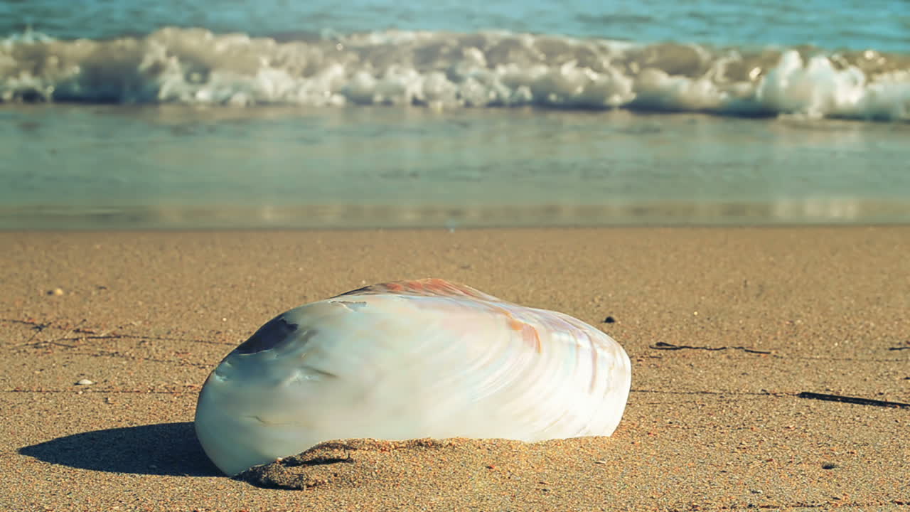 Shells on the beach. Shooting on the beach