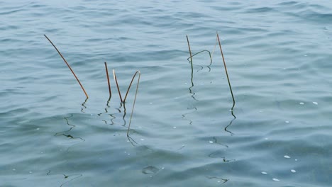 reeds protrude from the water