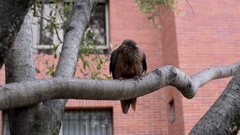 Small-pigeon-standing-on-a-tree-branch