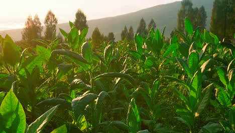 close up shot of lush and fresh green leaves of tobacco plant against golden sunrise in the morning