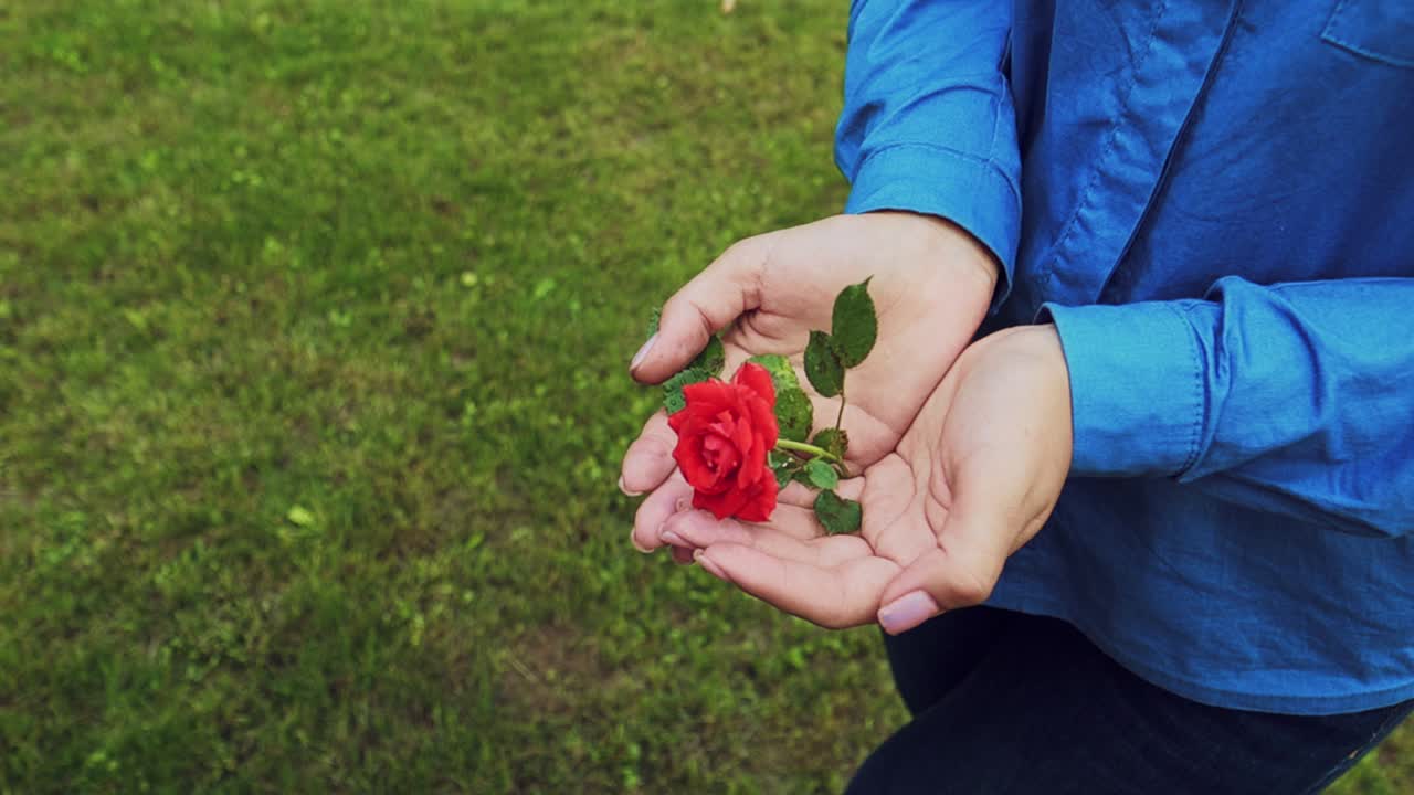 Hands of a woman with red rose