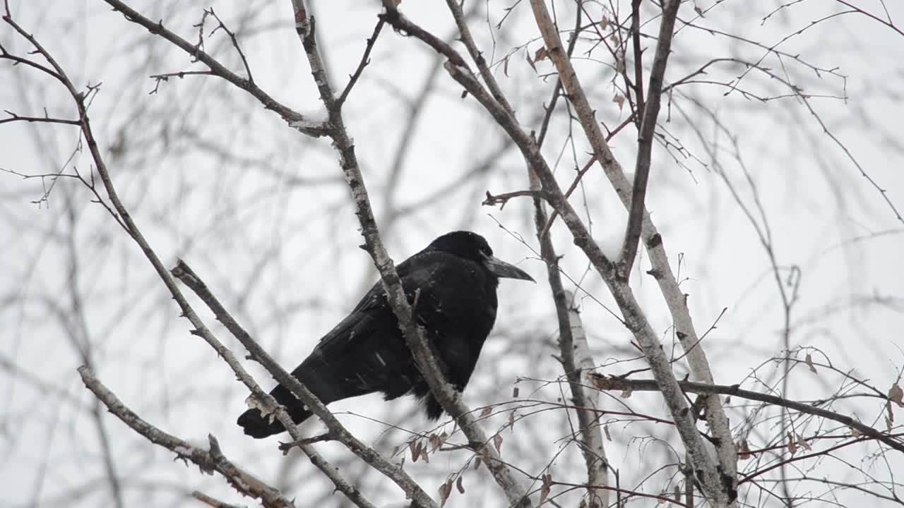 Corvo su un ramo di albero