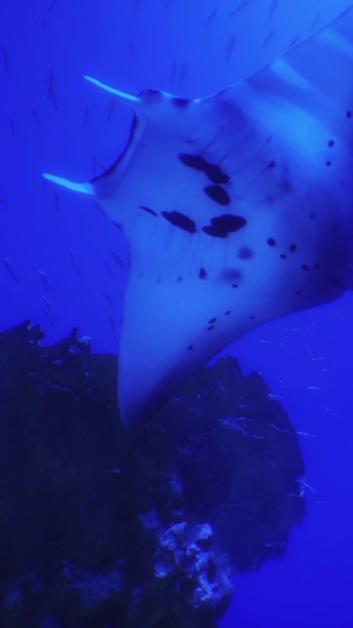 Manta ray swims near underwater rock in blue ocean water