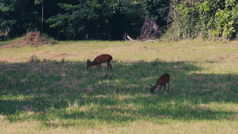 Ciervos-Salvajes-A-La-Sombra-Comiendo-Hierba-En-El-Parque-Nacional-Khao-Yai,-Tailandia