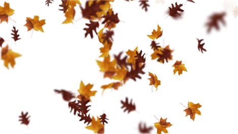 animation of falling leaves loop autumn