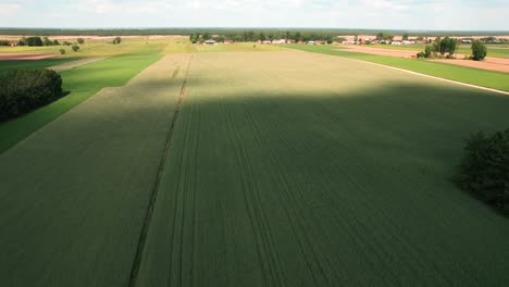 Ein-Reifendes-Feld,-Das-Sich-Unter-Dem-Einfluss-Des-Windes-Wellt,-Luftaufnahme