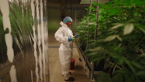 cannabis grow operation