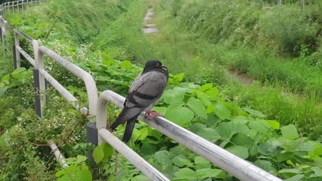 un pájaro bebedor posado en la barandilla de acero con vistas a la vegetación junto al arroyo en un día lluvioso - plano general