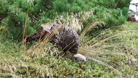 Wild-turkey-hens-in-the-dunes-and-woods-at-Race-Point,-Cape-Cod,-Massachusetts,-United-states