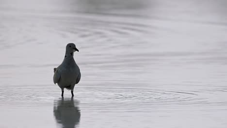 an african collared dove delicately drinking water from a fountain pond in abu dhabi, united arab emirates