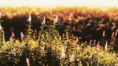 wild meadow with blooming wildflowers in soft early morning or sunset sunlight