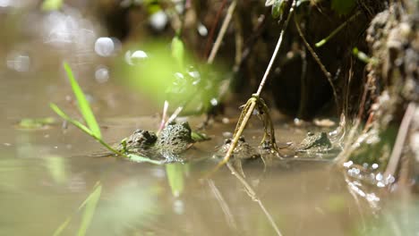 Vier-Gelbbauchunken-In-Einem-Teich,-Verdun,-Frankreich.